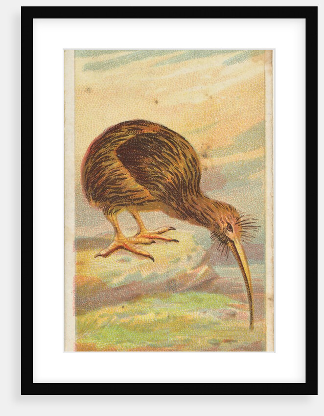 Apteryx, from the Birds of the Tropics series for Allen & Ginter Cigarettes Brands, 1889 by Allen & Ginter