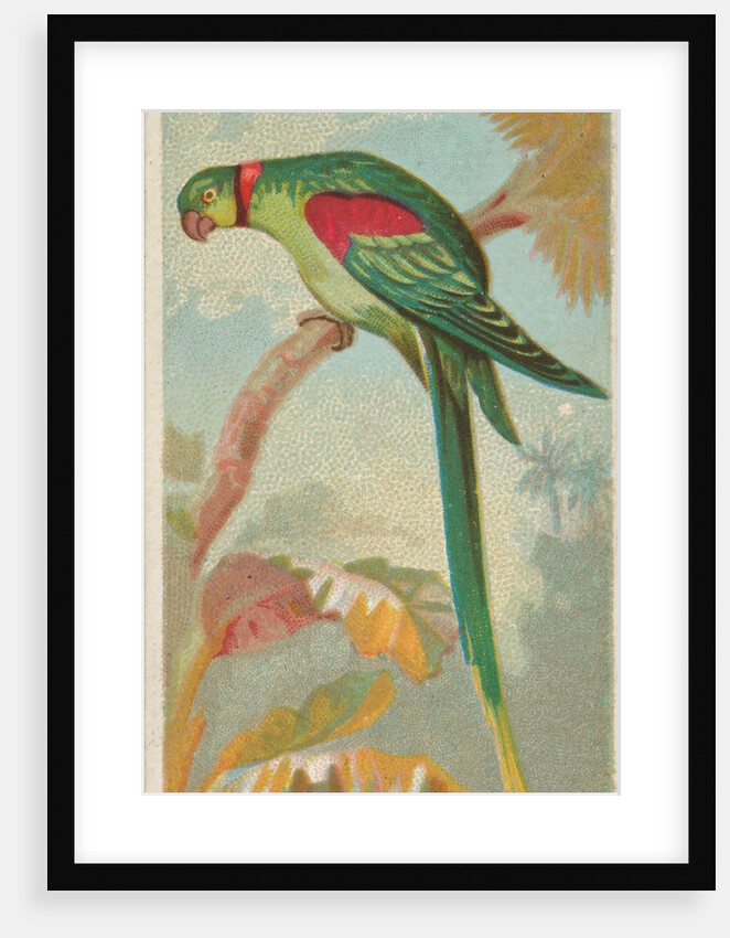 Alexandrine Ring Parakeet, from the Birds of the Tropics series for Allen & Ginter Ci…, 1889 by Allen & Ginter