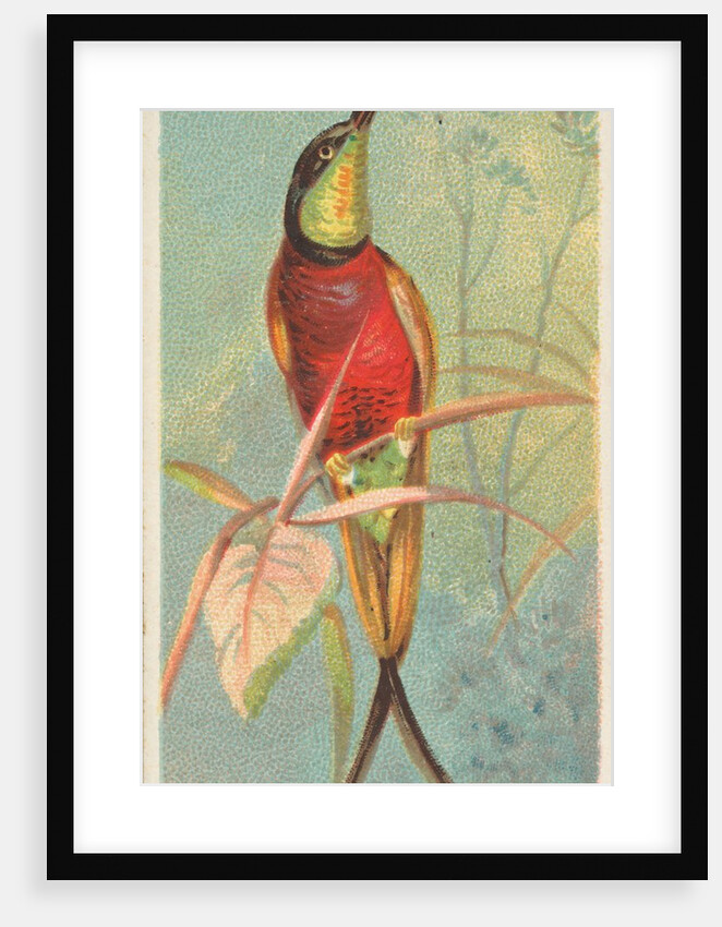 Crimson Topaz, from the Birds of the Tropics series for Allen & Ginter Cigarettes Bra…, 1889 by Allen & Ginter