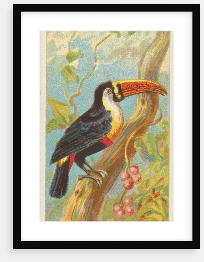 Toco Toucan, from the Birds of the Tropics series for Allen & Ginter Cigarettes Brands, 1889 by Allen & Ginter