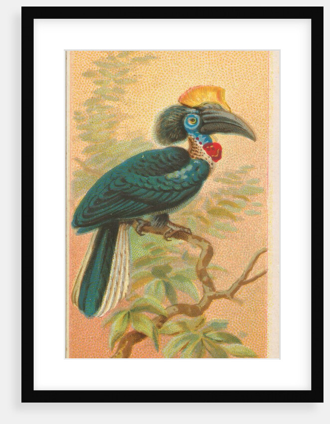 Yellow-Casque Black Hornbill, from the Birds of the Tropics series for Allen & Ginter…, 1889 by Allen & Ginter