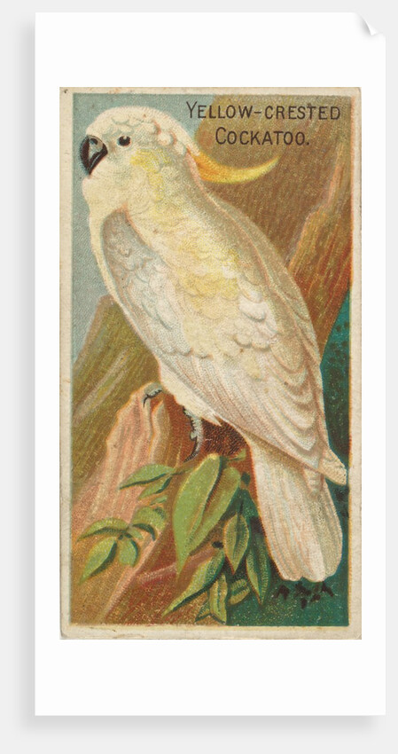 Yellow-Crested Cockatoo, from the Birds of the Tropics series for Allen & Ginter Ciga…, 1889 by Allen & Ginter