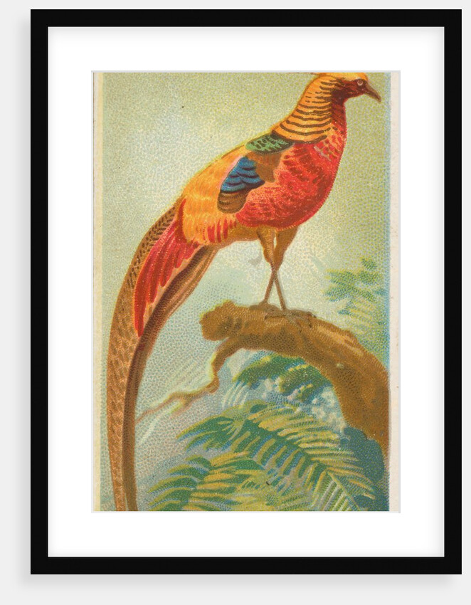 Black-Throated Golden Pheasant, from the Birds of the Tropics series for Allen & Gint…, 1889 by Allen & Ginter