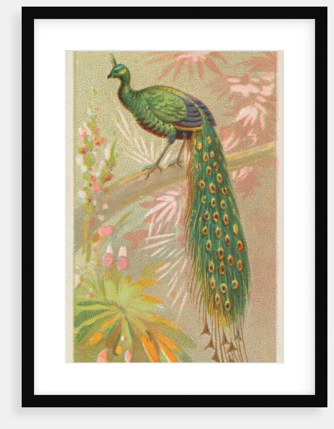 Java Peacock, from the Birds of the Tropics series for Allen & Ginter Cigarettes Brands, 1889 by Allen & Ginter