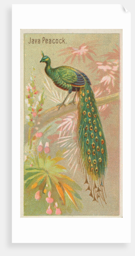 Java Peacock, from the Birds of the Tropics series for Allen & Ginter Cigarettes Brands, 1889 by Allen & Ginter