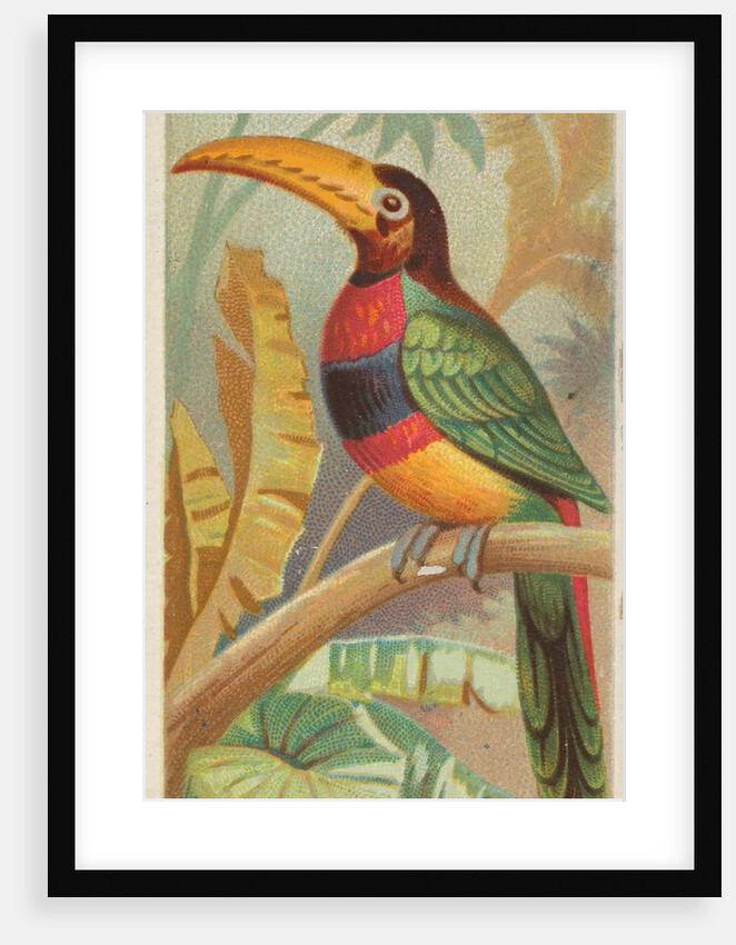 The Banded Aracari Toucan, from the Birds of the Tropics series for Allen & Ginter Ci…, 1889 by Allen & Ginter