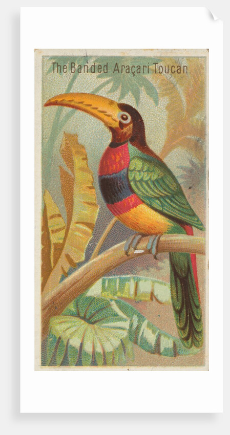 The Banded Aracari Toucan, from the Birds of the Tropics series for Allen & Ginter Ci…, 1889 by Allen & Ginter