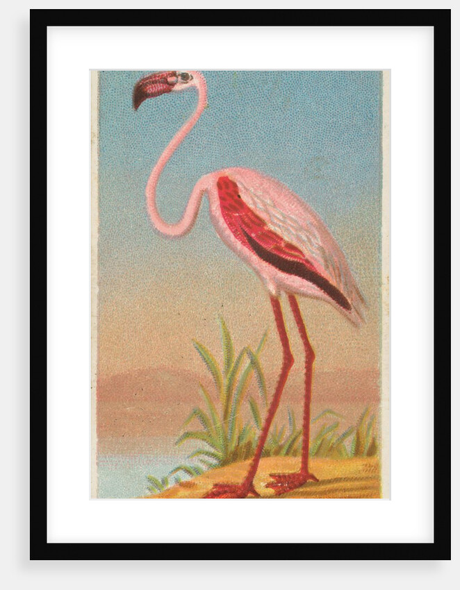 African Flamingo, from the Birds of the Tropics series for Allen & Ginter Cigarettes …, 1889 by Allen & Ginter