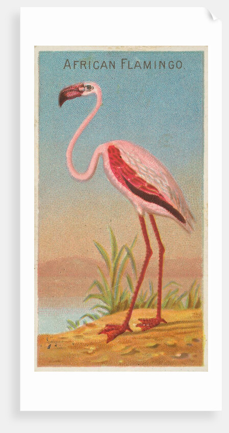 African Flamingo, from the Birds of the Tropics series for Allen & Ginter Cigarettes …, 1889 by Allen & Ginter