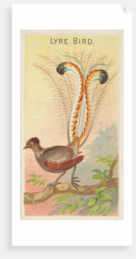 Lyre Bird, from the Birds of the Tropics series for Allen & Ginter Cigarettes Brands, 1889 by Allen & Ginter