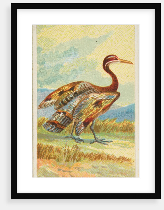 Sun Bittern, from the Birds of the Tropics series for Allen & Ginter Cigarettes Brands, 1889 by Allen & Ginter
