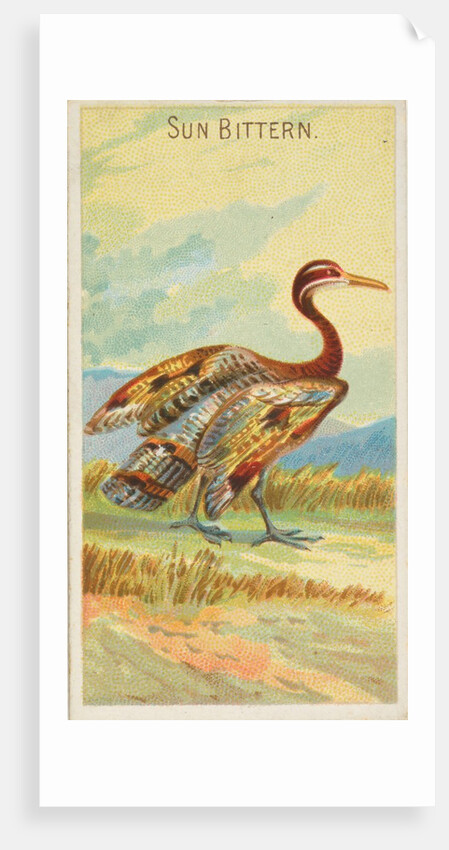 Sun Bittern, from the Birds of the Tropics series for Allen & Ginter Cigarettes Brands, 1889 by Allen & Ginter