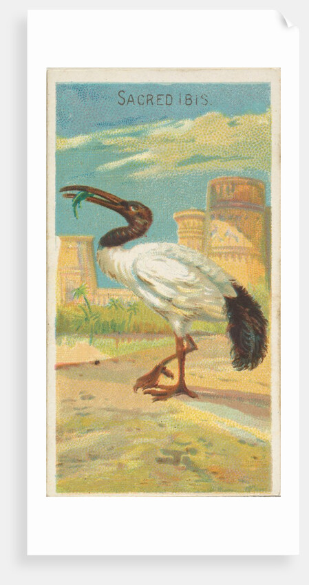 Sacred Ibis, from the Birds of the Tropics series for Allen & Ginter Cigarettes Brands, 1889 by Allen & Ginter