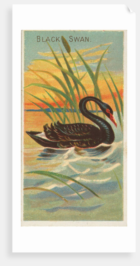 Black Swan, from the Birds of the Tropics series for Allen & Ginter Cigarettes Brands, 1889 by Allen & Ginter