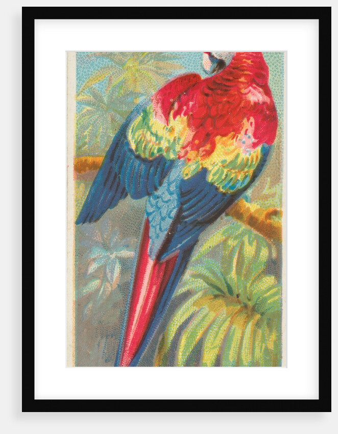 Red and Blue Macaw, from the Birds of the Tropics series for Allen & Ginter Cigarette…, 1889 by Allen & Ginter
