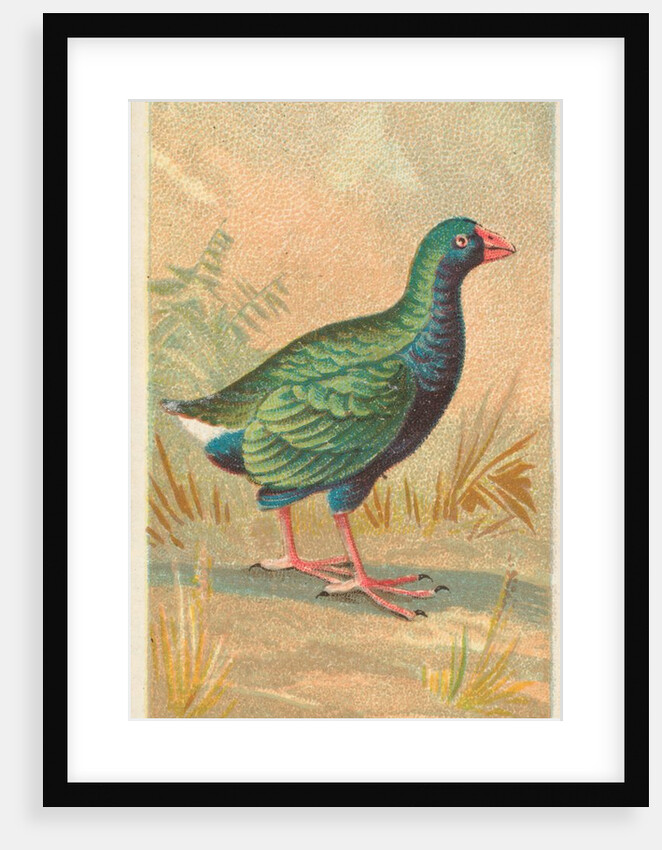 The Notornis, from the Birds of the Tropics series for Allen & Ginter Cigarettes Brands, 1889 by Allen & Ginter