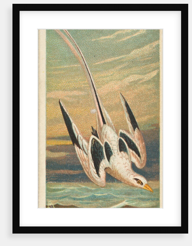 The Tropic Bird, from the Birds of the Tropics series for Allen & Ginter Cigarettes B…, 1889 by Allen & Ginter