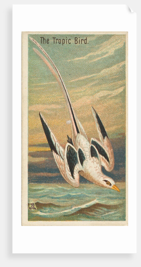 The Tropic Bird, from the Birds of the Tropics series for Allen & Ginter Cigarettes B…, 1889 by Allen & Ginter