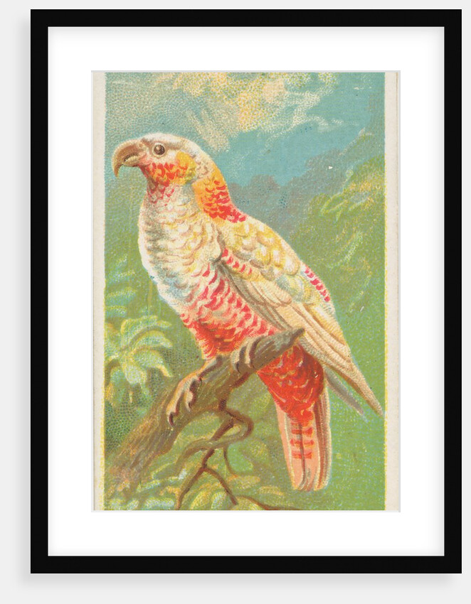 New Zealand Parrot, from the Birds of the Tropics series for Allen & Ginter Cigarette…, 1889 by Allen & Ginter
