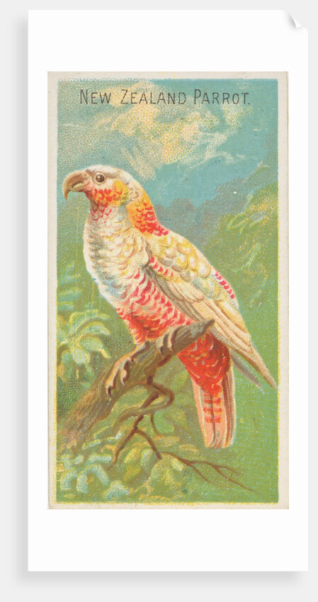 New Zealand Parrot, from the Birds of the Tropics series for Allen & Ginter Cigarette…, 1889 by Allen & Ginter