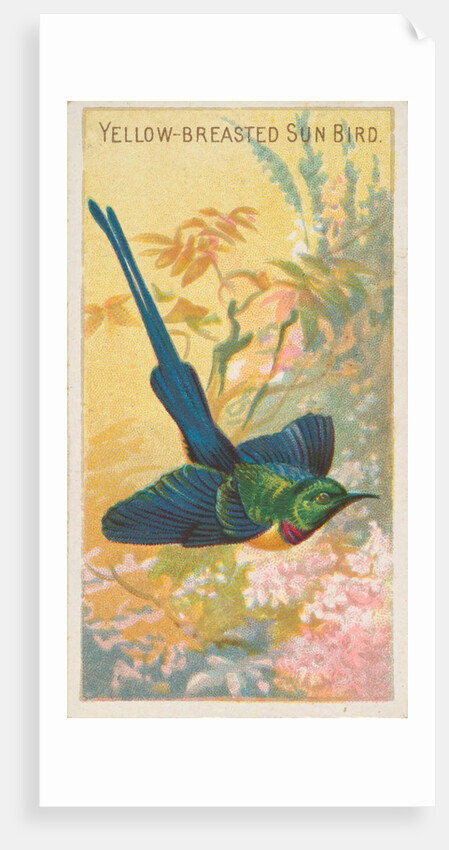 Yellow-Breasted Sun Bird, from the Birds of the Tropics series for Allen & Ginter Cig…, 1889 by Allen & Ginter