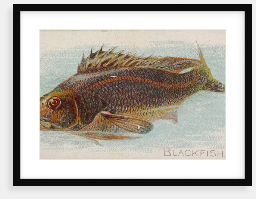 Blackfish, from the Fish from American Waters series for Allen & Ginter Cigarettes Br…, 1889 by Allen & Ginter