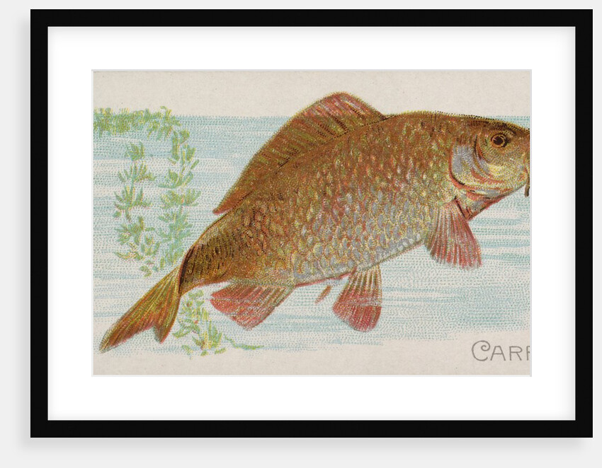 Carp, from the Fish from American Waters series for Allen & Ginter Cigarettes Brands, 1889 by Allen & Ginter