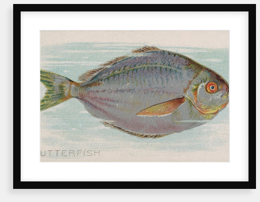 Butterfish, from the Fish from American Waters series for Allen & Ginter Cigarettes B…, 1889 by Allen & Ginter