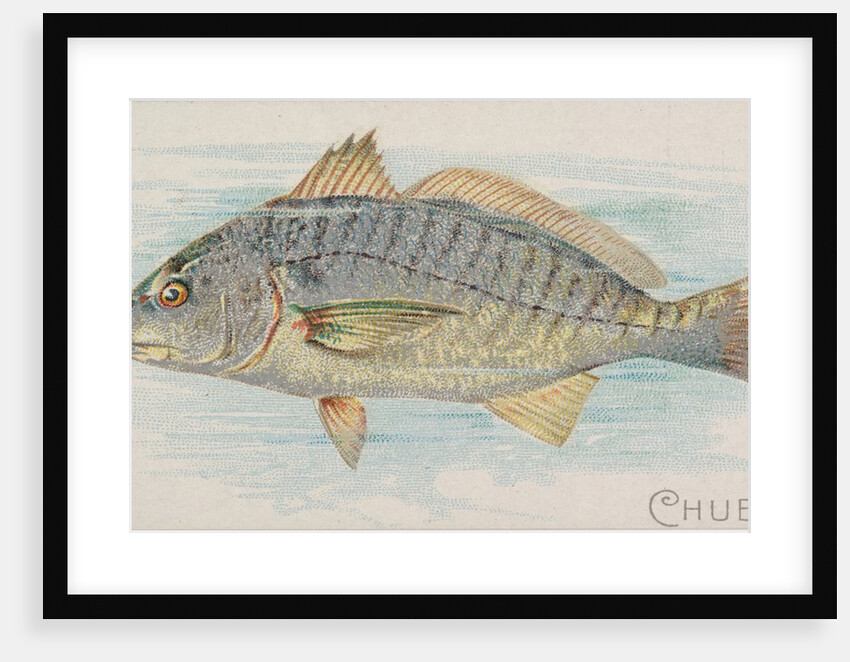 Chub, from the Fish from American Waters series for Allen & Ginter Cigarettes Brands, 1889 by Allen & Ginter