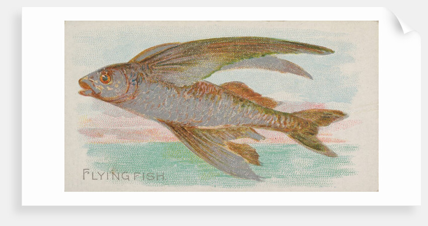 Flying Fish, from the Fish from American Waters series for Allen & Ginter Cigarettes …, 1889 by Allen & Ginter