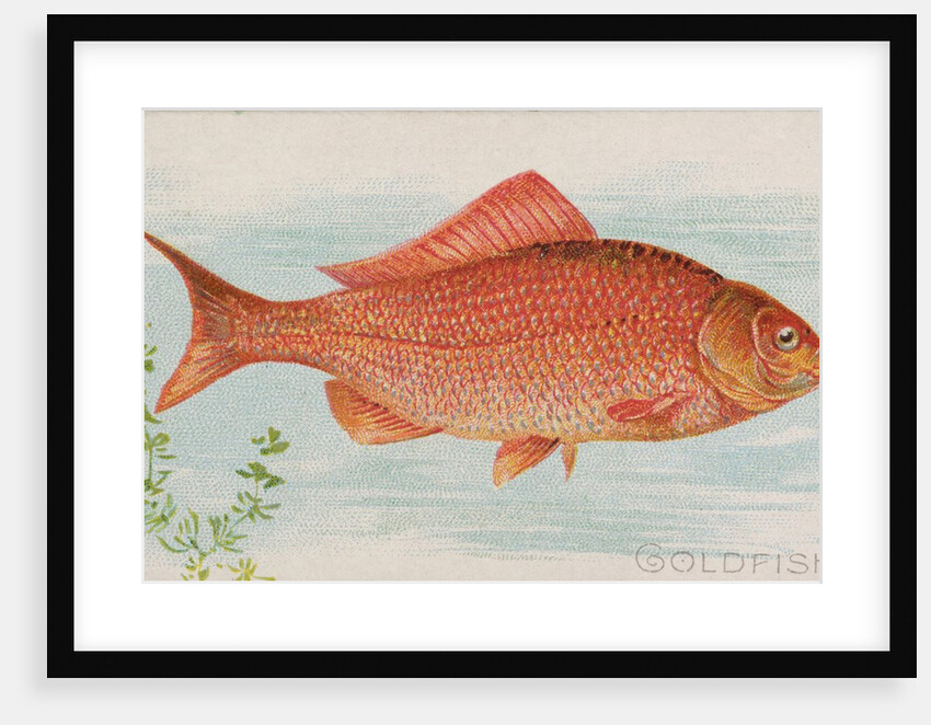 Goldfish, from the Fish from American Waters series for Allen & Ginter Cigarettes Bra…, 1889 by Allen & Ginter