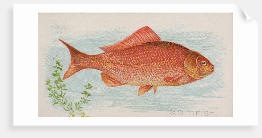 Goldfish, from the Fish from American Waters series for Allen & Ginter Cigarettes Bra…, 1889 by Allen & Ginter