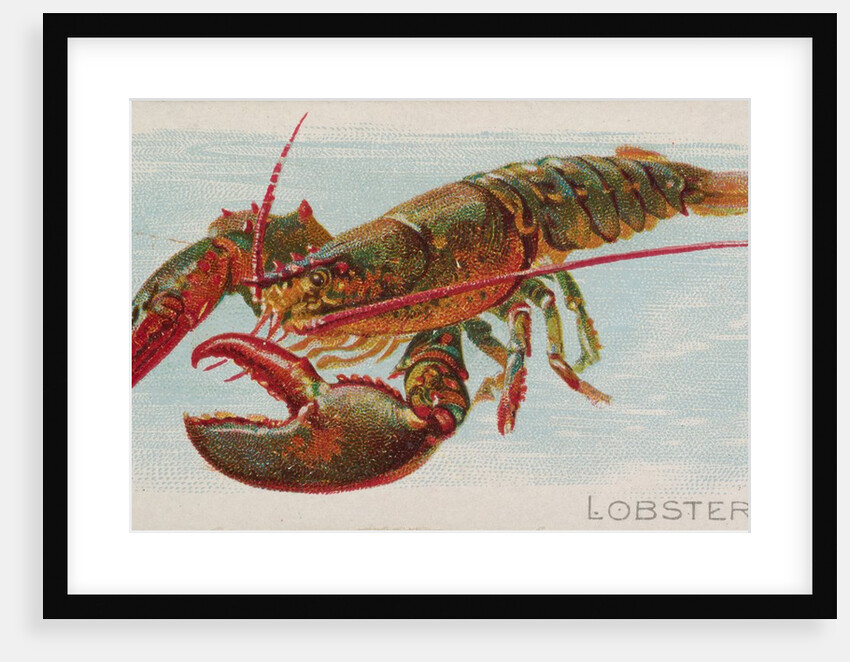 Lobster, from the Fish from American Waters series for Allen & Ginter Cigarettes Brands, 1889 by Allen & Ginter