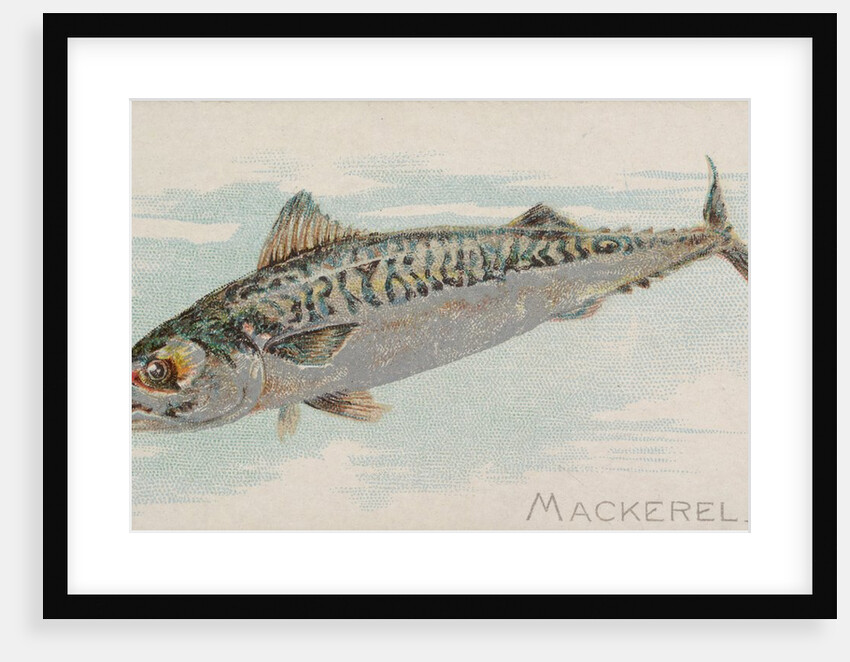 Mackerel, from the Fish from American Waters series for Allen & Ginter Cigarettes Bra…, 1889 by Allen & Ginter