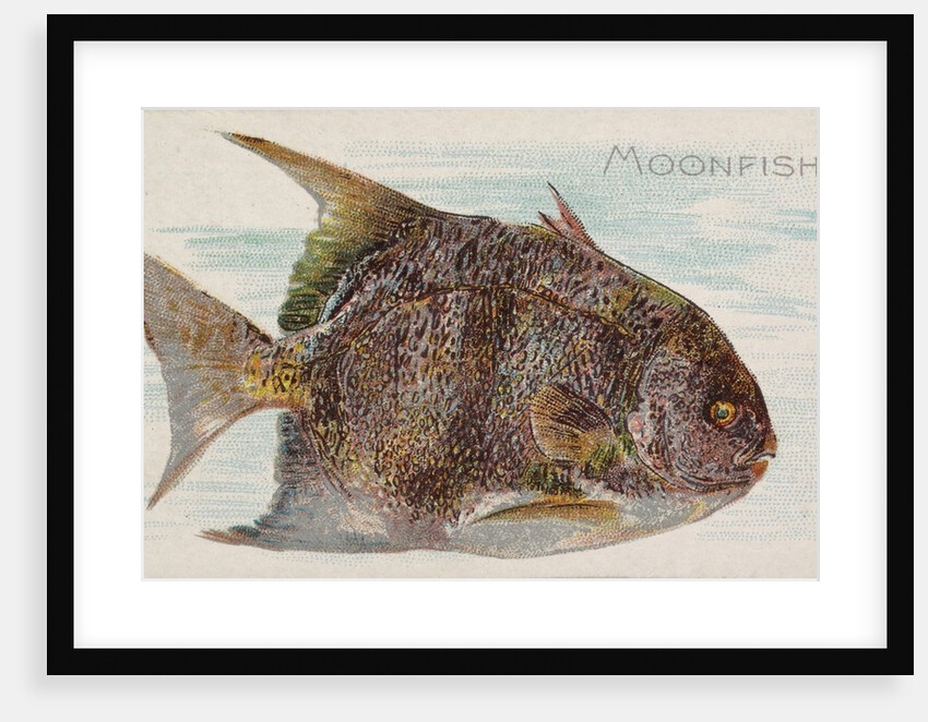Moonfish, from the Fish from American Waters series for Allen & Ginter Cigarettes Bra…, 1889 by Allen & Ginter