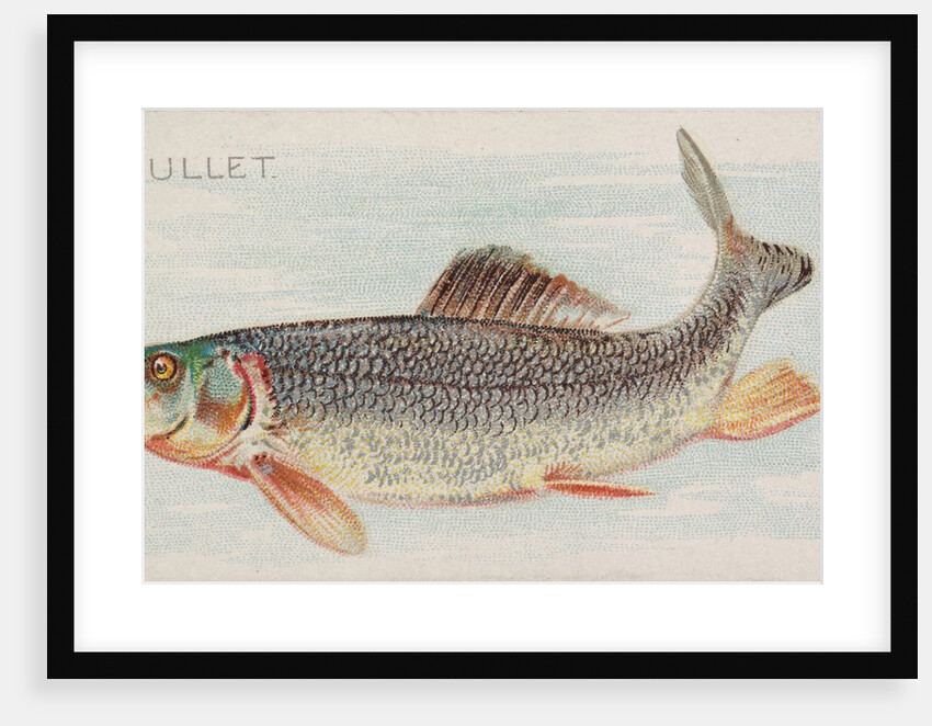 Mullet, from the Fish from American Waters series for Allen & Ginter Cigarettes Brands, 1889 by Allen & Ginter