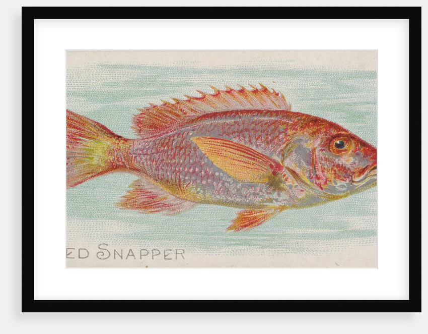 Red Snapper, from the Fish from American Waters series for Allen & Ginter Cigarettes …, 1889 by Allen & Ginter