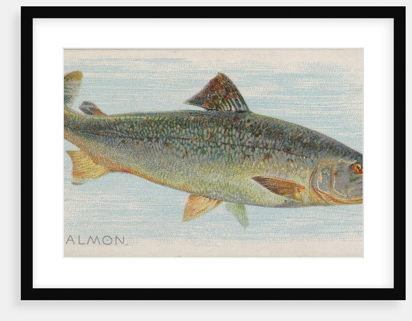 Salmon, from the Fish from American Waters series for Allen & Ginter Cigarettes Brands, 1889 by Allen & Ginter