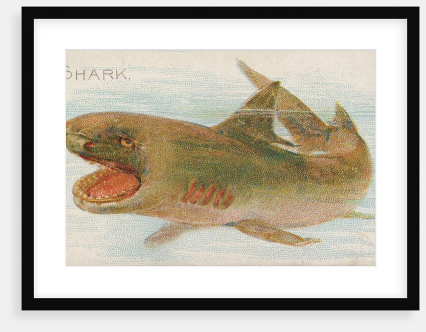 Shark, from the Fish from American Waters series for Allen & Ginter Cigarettes Brands, 1889 by Allen & Ginter