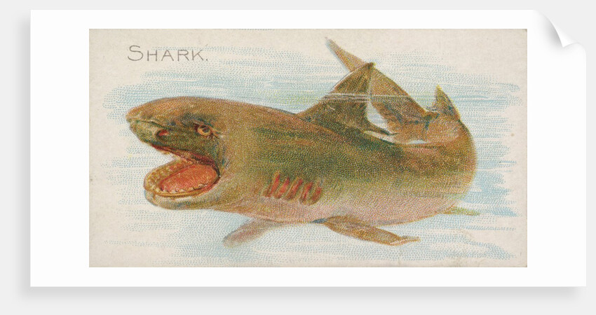 Shark, from the Fish from American Waters series for Allen & Ginter Cigarettes Brands, 1889 by Allen & Ginter