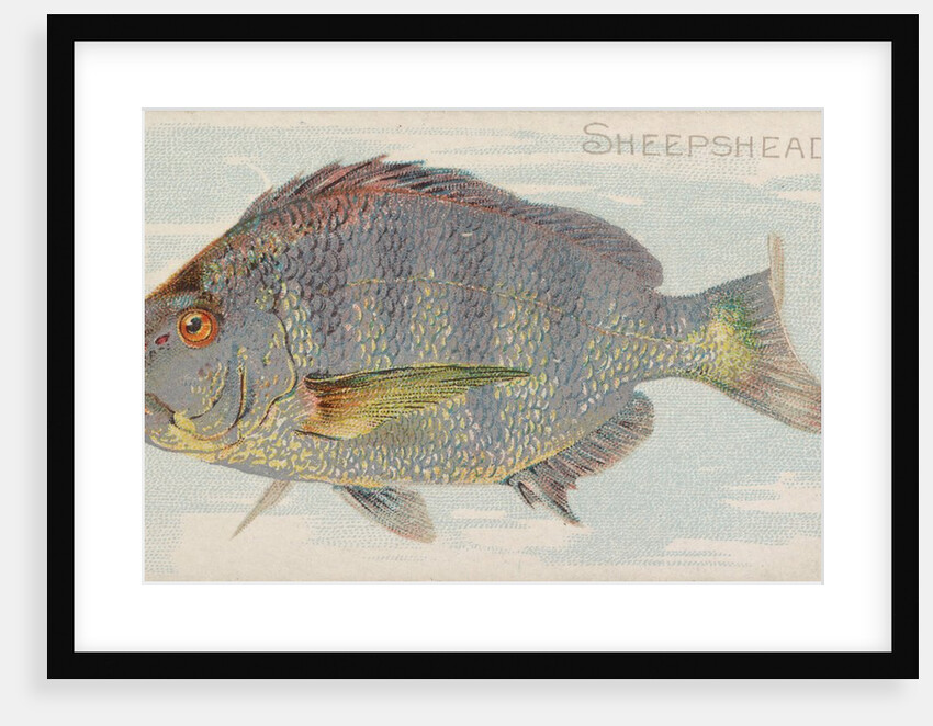 Sheepshead, from the Fish from American Waters series for Allen & Ginter Cigarettes B…, 1889 by Allen & Ginter