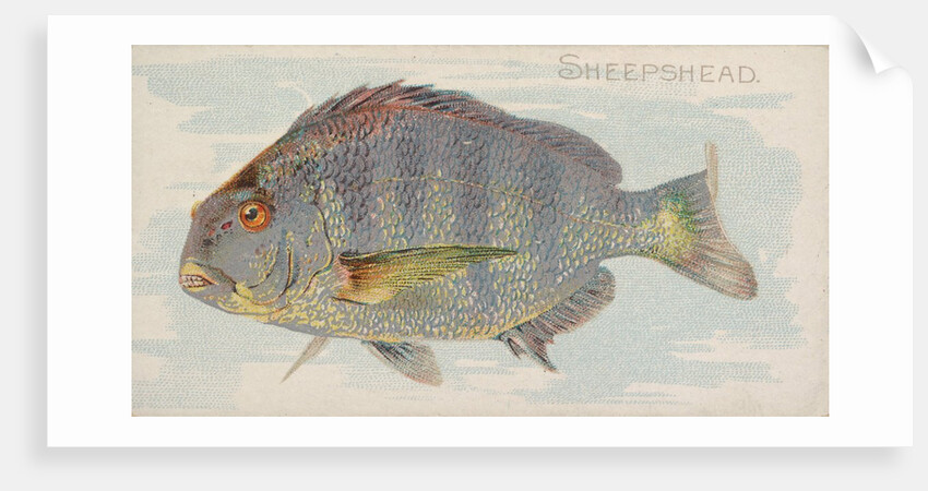 Sheepshead, from the Fish from American Waters series for Allen & Ginter Cigarettes B…, 1889 by Allen & Ginter