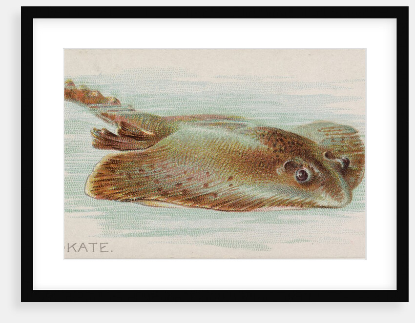 Skate, from the Fish from American Waters series for Allen & Ginter Cigarettes Brands, 1889 by Allen & Ginter