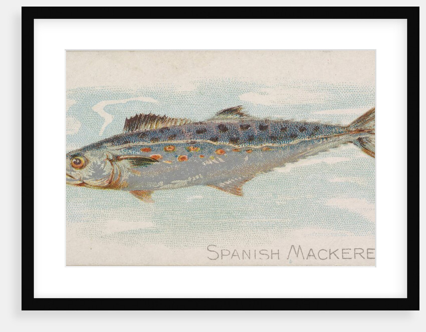 Spanish Mackerel, from the Fish from American Waters series for Allen & Ginter Cigare…, 1889 by Allen & Ginter