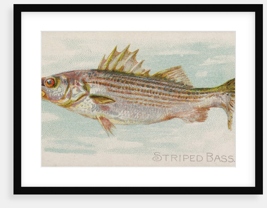 Striped Bass, from the Fish from American Waters series for Allen & Ginter Cigarettes…, 1889 by Allen & Ginter