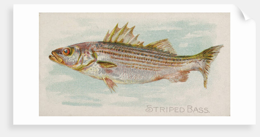 Striped Bass, from the Fish from American Waters series for Allen & Ginter Cigarettes…, 1889 by Allen & Ginter