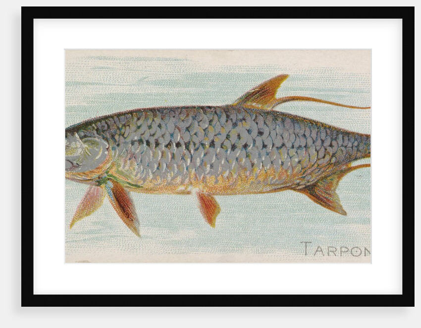 Tarpon, from the Fish from American Waters series for Allen & Ginter Cigarettes Brands, 1889 by Allen & Ginter
