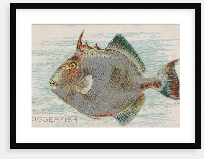 Triggerfish, from the Fish from American Waters series for Allen & Ginter Cigarettes …, 1889 by Allen & Ginter