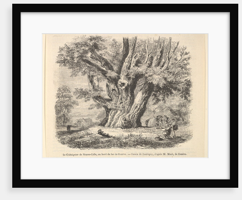 Le Châtaignier de Neuve-Celle, au bord du lac de Genève, after Daubigny, 1835-78 by Unknown