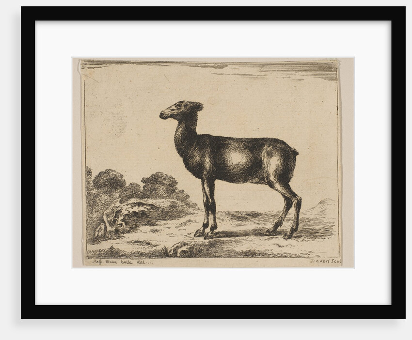 Plate 15: doe, from 'Various animals', after 1641 by Unknown